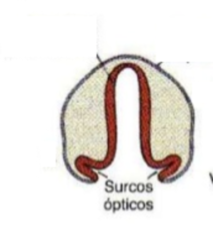 SURCOS ÓPTICOS, CUERPO VÍTREO PRIMARIO.