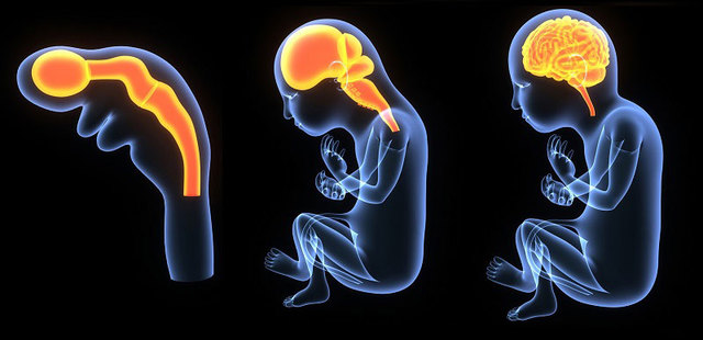 Sistema Nervioso Central