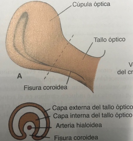 Cúpula óptica