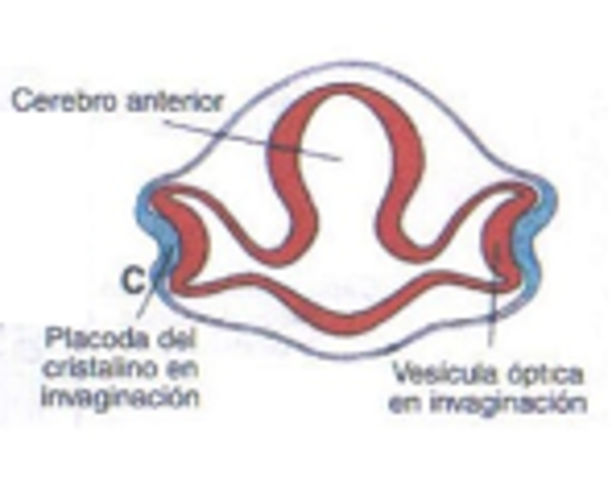 VESÍCULAS ÓPTICAS Y PLACA DEL CRISTALINO