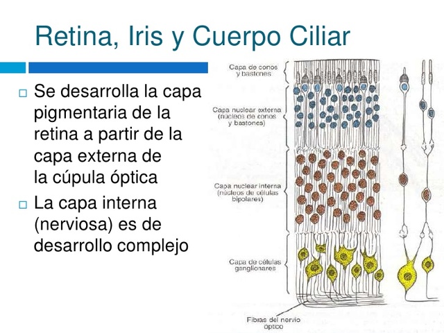 Retina neurosensorial