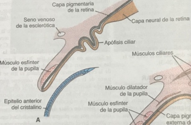 Retina, Iris y Cuerpo ciliar