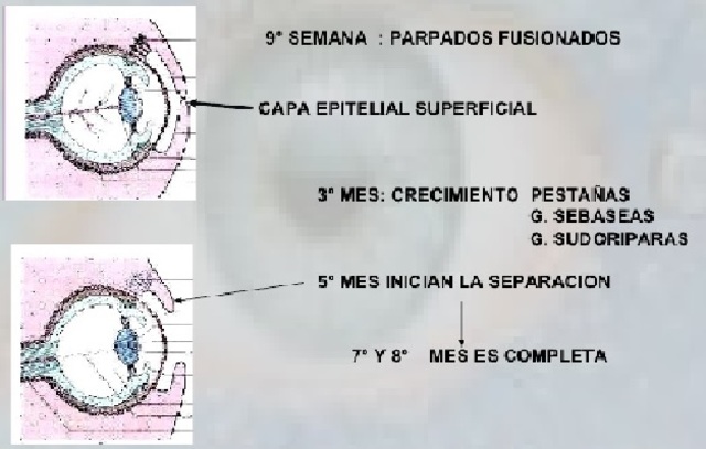 Párpados y aparato lagrimal