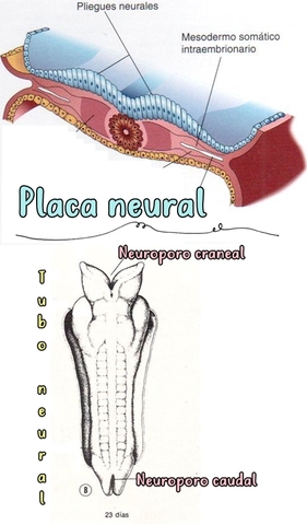 Tercera semana: "Sistema Nervioso Central"