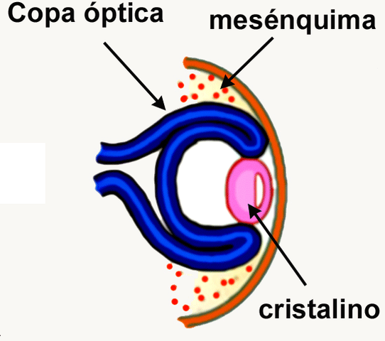 EXCAVACIÓN DE LA  PUPILA ÓPTICA Y VESÍCULA DEL CRISTALINO.