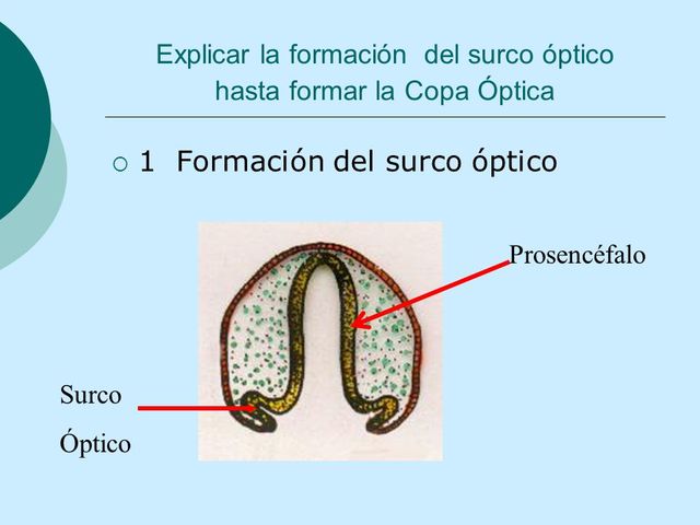 3° Semana - Surcos ópticos