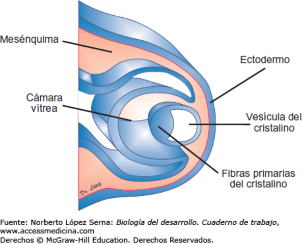Desarrollo del cristalino