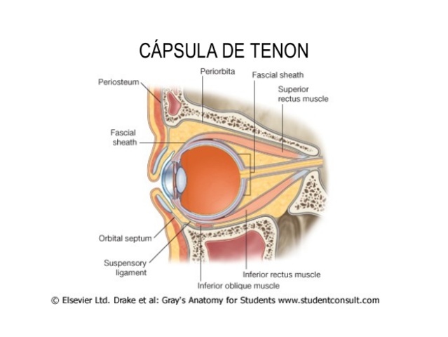 12° Semana - Cápsula de Tenon