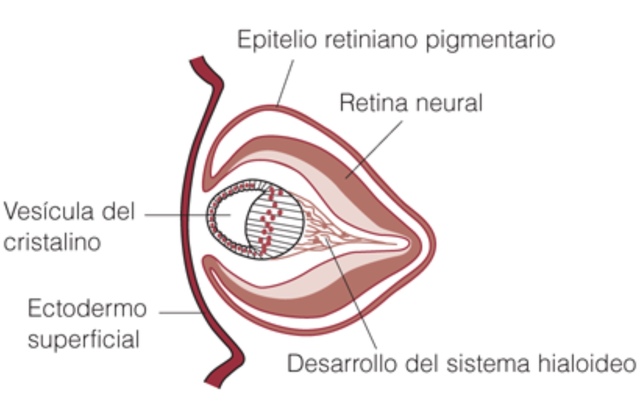 séptima semana