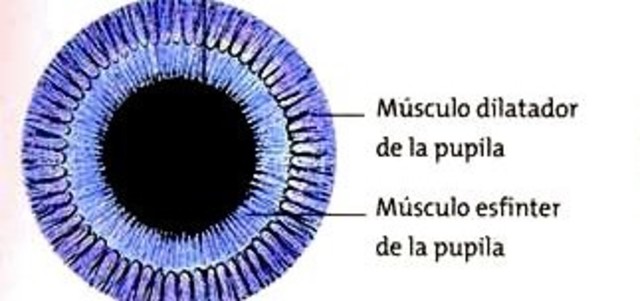 Esfínter y dilatador de la pupila
