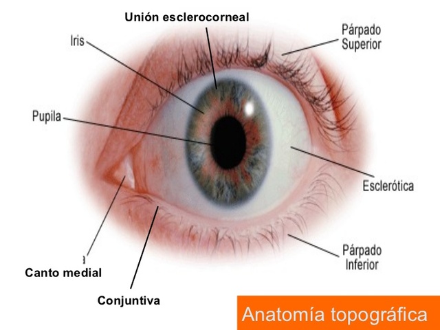 4° Mes - Unión esclerocorneal