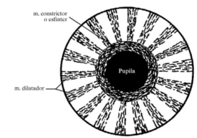 5° Mes - Esfínter muscular de la pupila