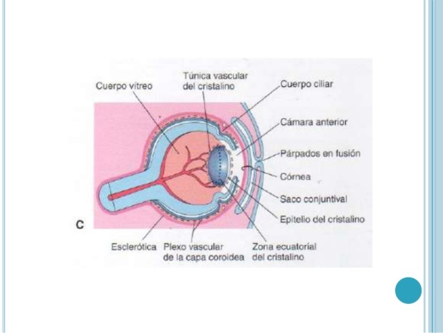Coroides y la esclerótica