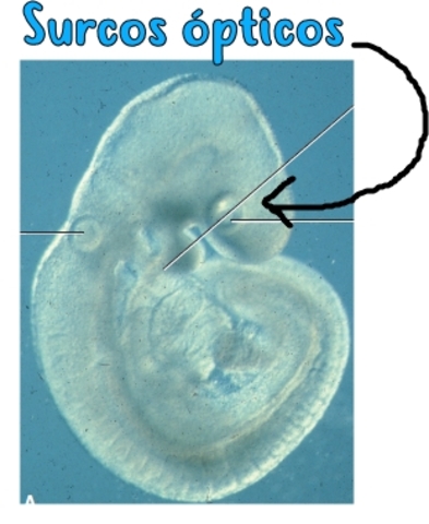 Tercera semana (22 días)
