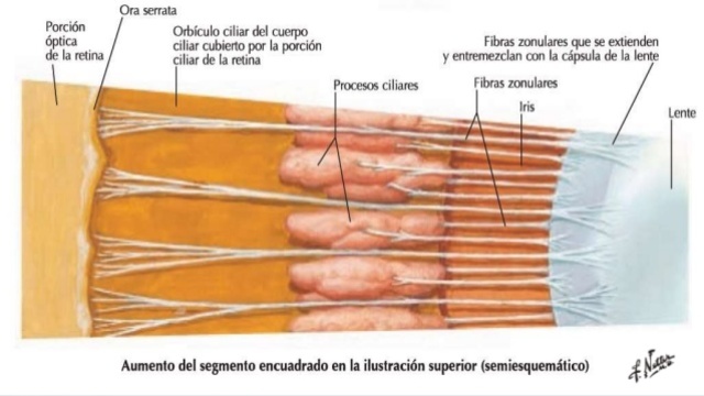 6° Semana - Células del cristalino