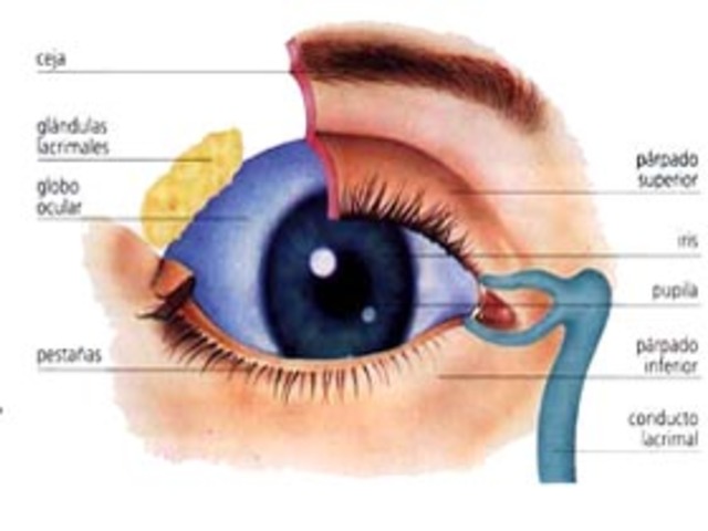 Pestañas y Glándulas