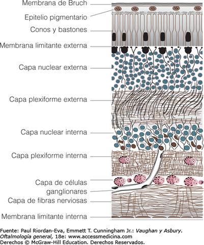 6° Semana - Capa interna de la membrana de Bruch