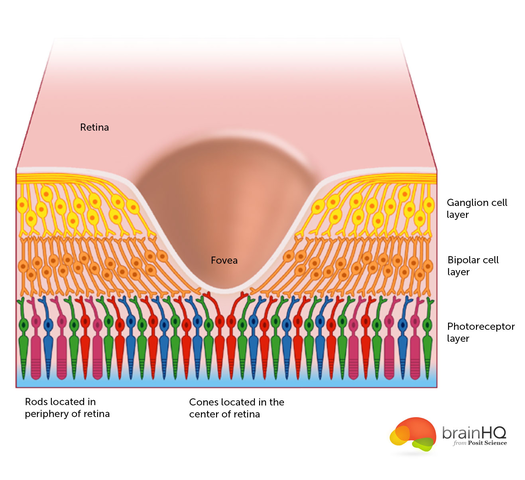 8° Mes - Depresión macular