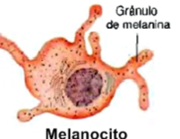 PIGMENTO EPITELIAL DE LA RETINA.