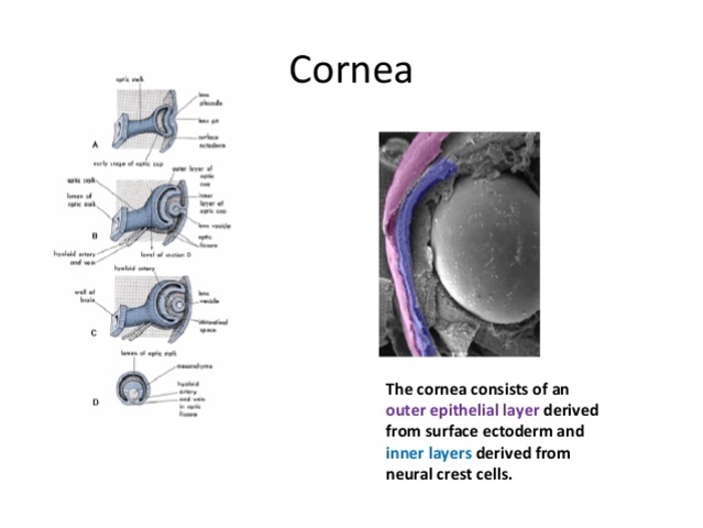 Córnea