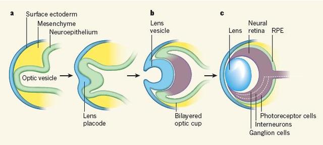 Desarrollo Ocular Prenatal