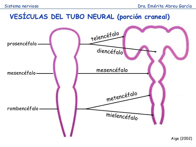 Final de la embriogenesis