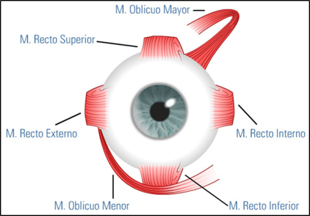 Estructuras externas del ojo