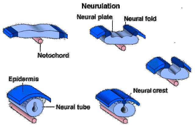 Sistema nervioso central