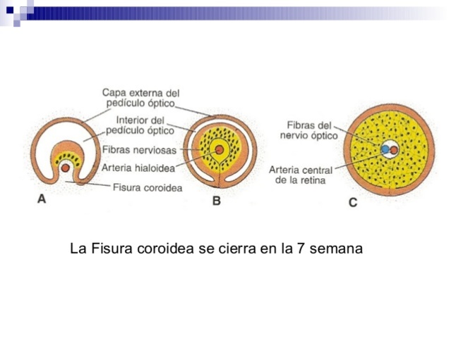 Cierre de la fisura embrionaria.