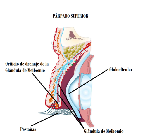 Pestañas, Glándulas de Meibomio y Palpebrales