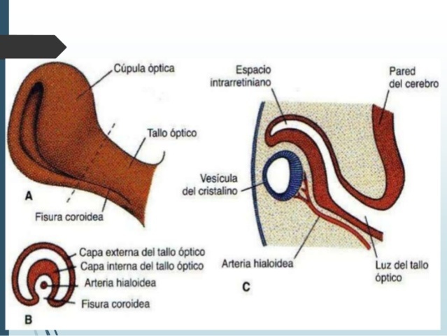 El epitelio pigmentario retiniano.