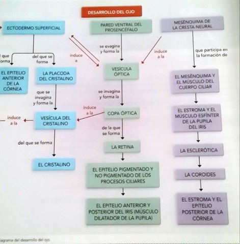 MAPA MENTAL DEL DESARROLLO EMBRIONARIO
