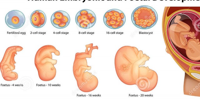 1ra manifestación del ojo en desarrollo