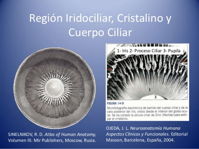 La retina irido-ciliar.