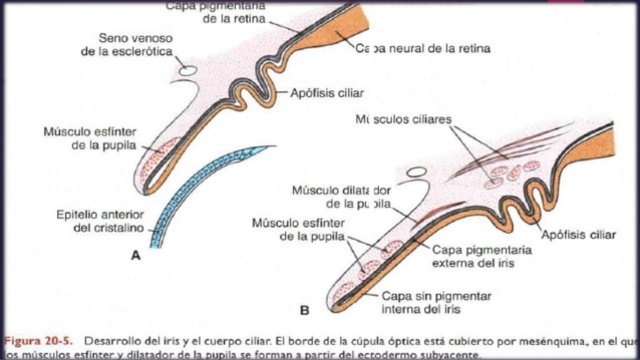 Retina, Iris y Cuerpo ciliar