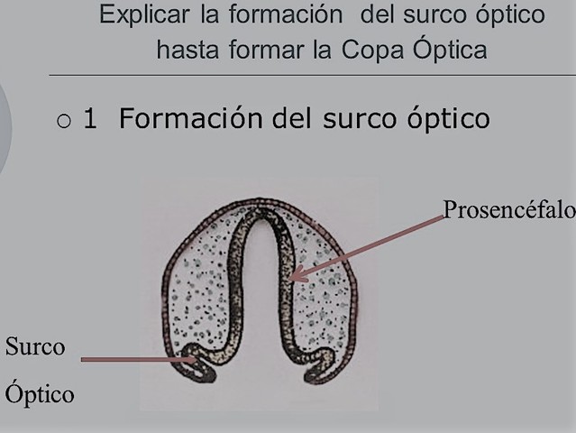 Formación del surco óptico 2-3 semana.