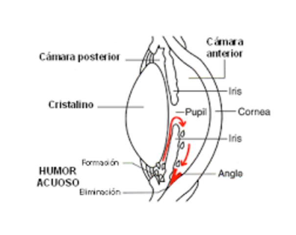 camara anterior