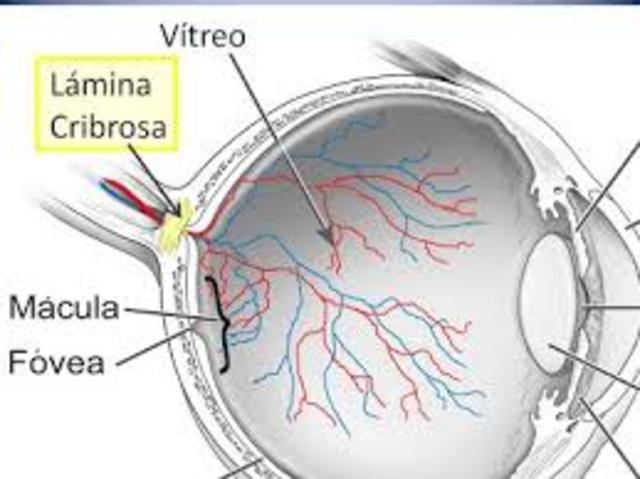 arteria central de la retina