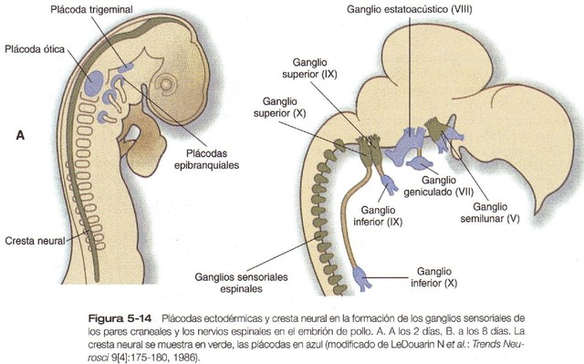 Ectodermo Neural