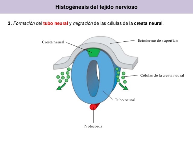 Ectodermo de Superficie.