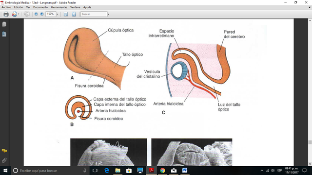 Placoda y vesícula cristaliniana