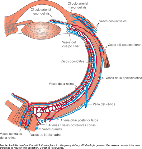 Circulacion retiniana