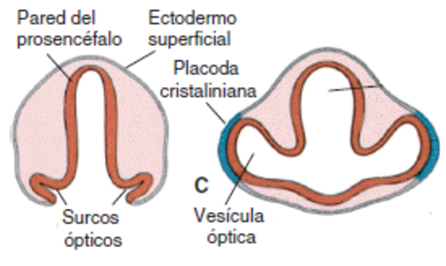 22 días - Copa óptica vesícula y cristalino.