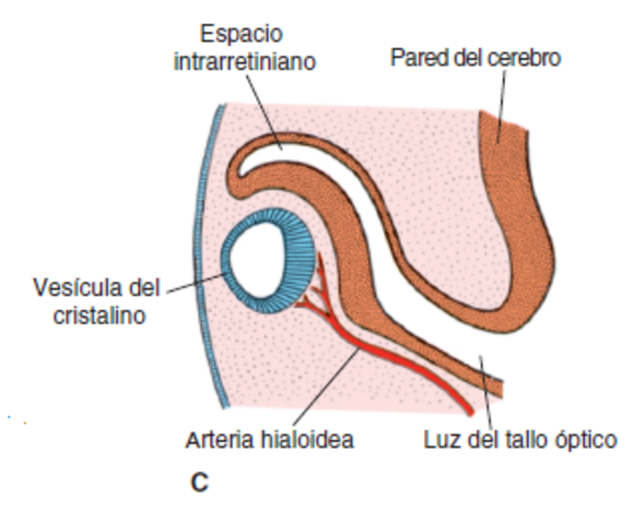 semana 5 - Copa óptica vesicula y critalino.