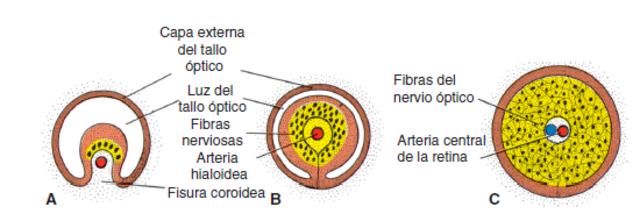 semana 7 - Nervio Optico