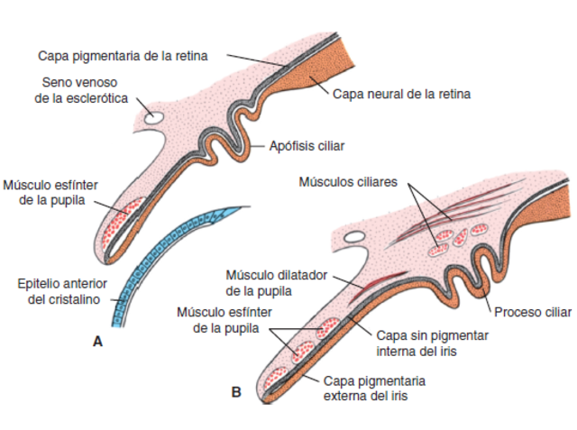 semana 25 - Iris y Cuerpo ciliar