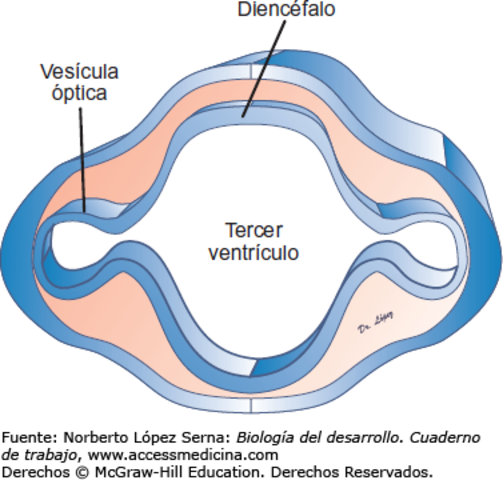 La Vesícula óptica secundaria o Cúpula óptica