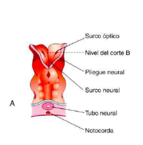 Día 22. Surcos ópticos, el primer indicio de desarrollo ocular