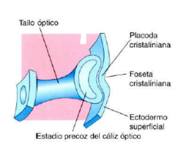 Día 29, Placodas cristalinas