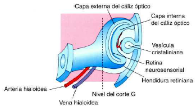Día 30. Vesiculas cristalinas